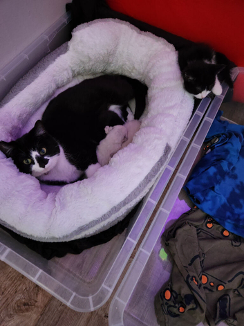 1 black male kitten