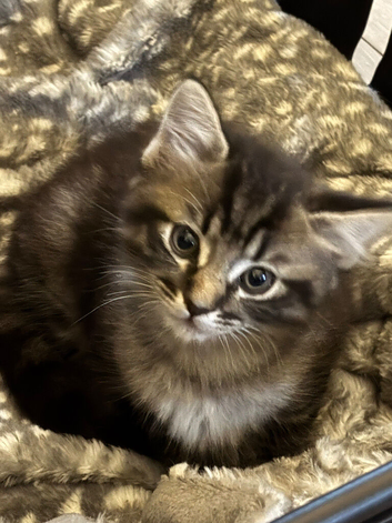 1 female 1 male half ragdoll kittens