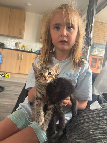 3 kittens for sale