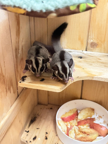 2xbaby sugar gliders