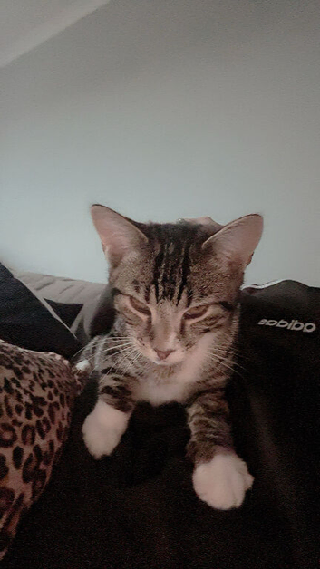 Boy kitten 3 months