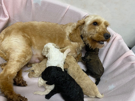 F1b Cocapoo puppies!! 3 Left!!