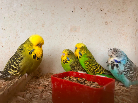 Last year mixed budgies for sale