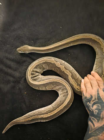 6 year old female jigsaw python.