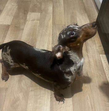 Chocolate dapple dachshund girl