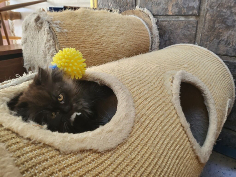 Siberian/chinchilla kittens