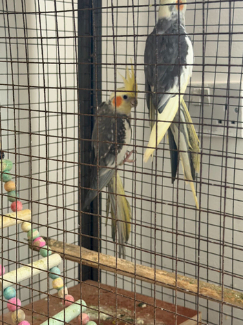 Cockatiels for sale