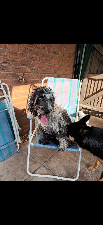 4 year old female cocker poo rehoming