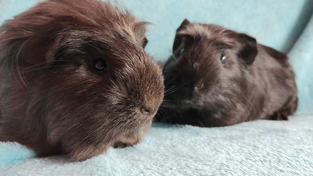Cute pair of dark beautiful boy guinea pigs ready now