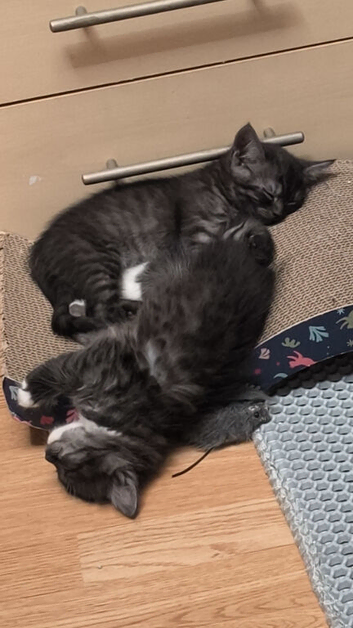 Kittens for sale