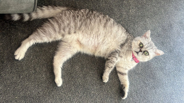 British shorthair