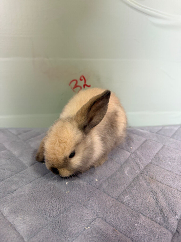 Mini lop bunnies