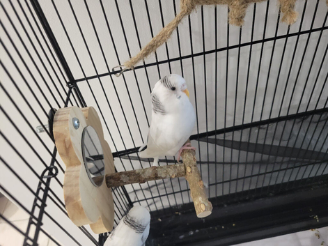 2 x juvenile budgies