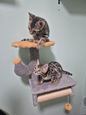 TICA Registered Bengal Kittens &ndash; 1 Girl & 1 Boy Available for reservation now. ️