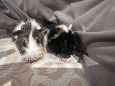 2 baby boy long haired guinea pig brothers 9 weeks