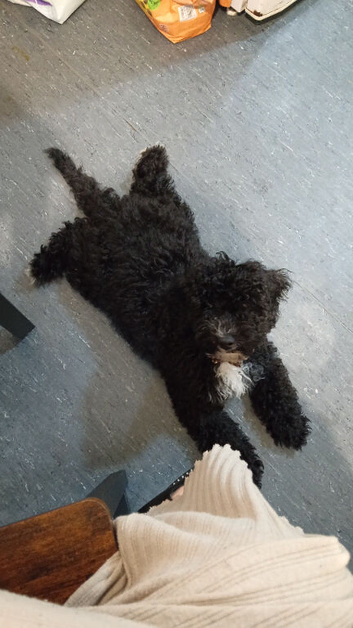 15 weeks old miniature poodle