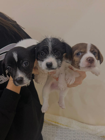 Jack Russel puppies