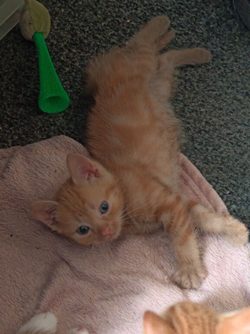 3 Lovely Kittens for Sale One Ginger & White Boy One Pure Ginger Boy and Tortoiseshell Girl &pound;150 Each