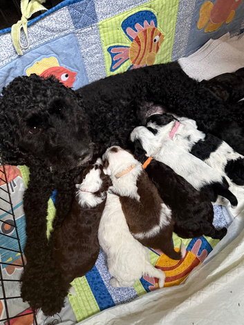 Cockapoo x Shihpoo