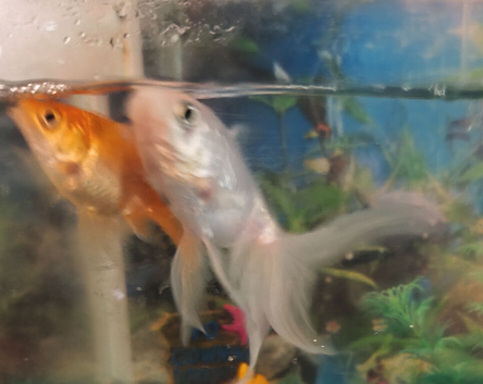 Two fishes available