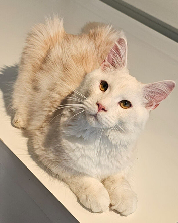 Maine Coon kittens