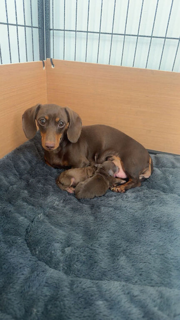 11 week old female puppy