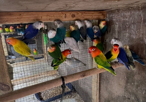 Lovebirds cocktails parrotlets