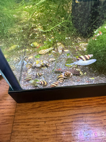 Assassin snails for sale X10 for &pound;5