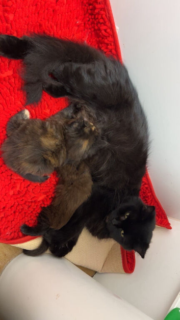 4 wonderful kittens looking for their forever home