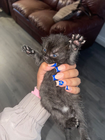 Cute female kittens