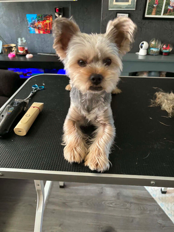 Miniature Yorkshire terrier