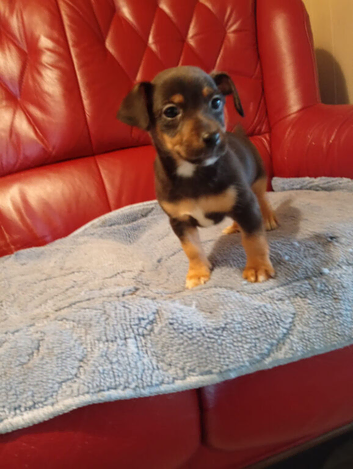 Jack russell pup for sale