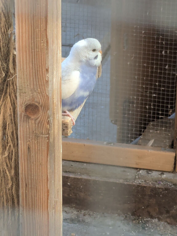 Young budgies