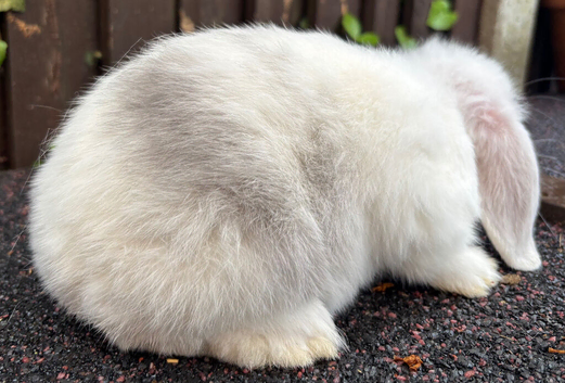 Mini Lops: ready to leave