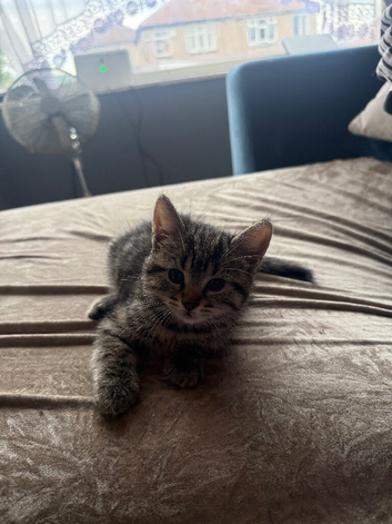 Kitten male