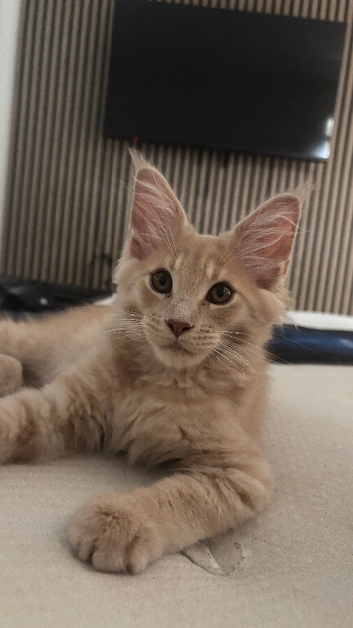 Maine coon kittens