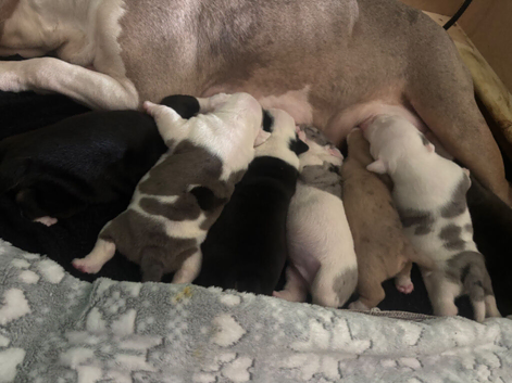 Beautiful American Bulldog Puppies &ndash; Family Raised