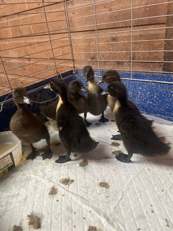 Ducklings available