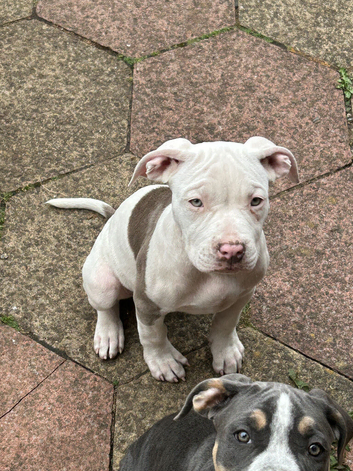 3 month old Bulldog puppies