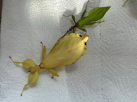 Rare yellow pair of Leaf insects (Phyllium letiranti "Tataba") plus eggs