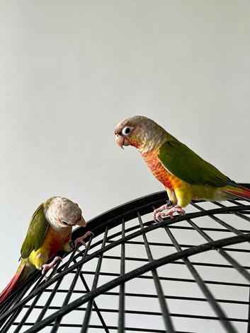 Bonded Pair of Pineapple Conures
