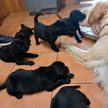 Flatcoat x golden retriever pups