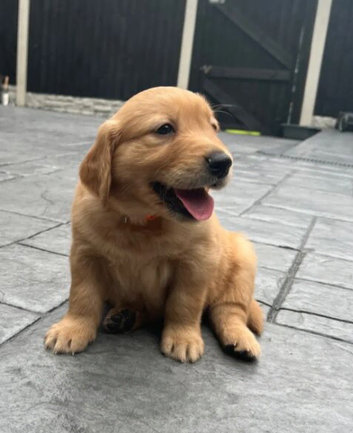 Beautiful Golden Retriever Puppies  Loving, Loyal & Ready for Forever Homes