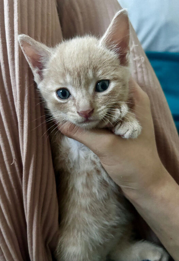 MY 7 CUTE KITTENS!