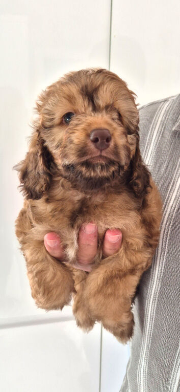 SWEETEST LITTLE BOY LEFT READY FOR NEW HOME