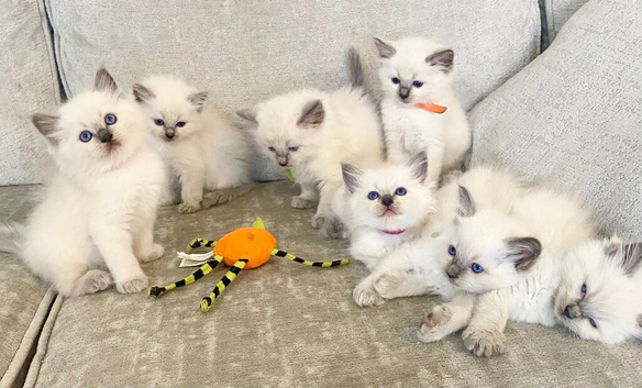 Ragdoll kittens viewings welcome