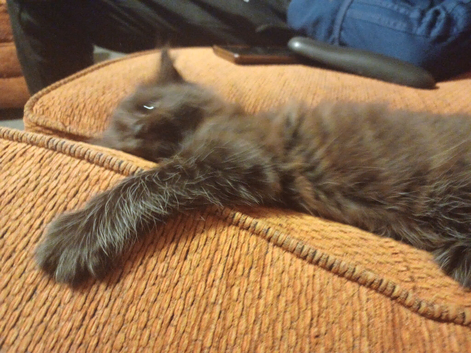 1 female brown maincoon kitten looking for her forever home