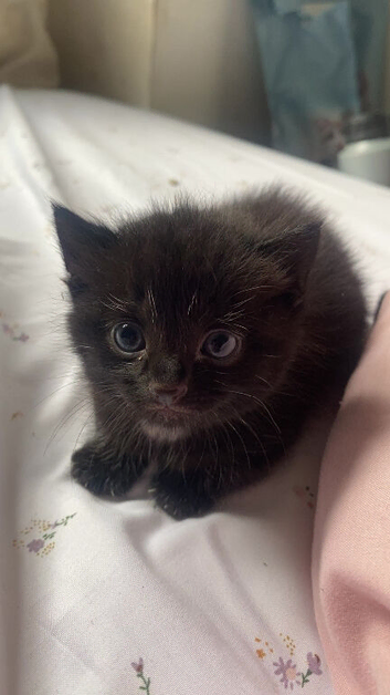 Russian blue tabby girl