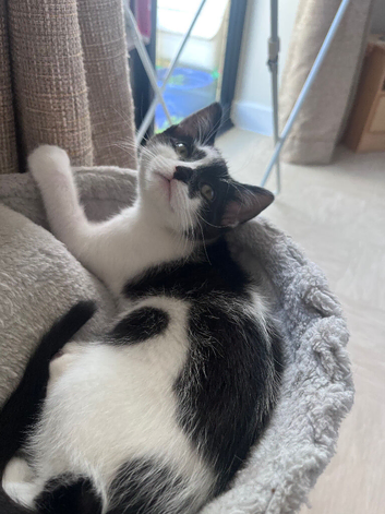 Kitten for sale