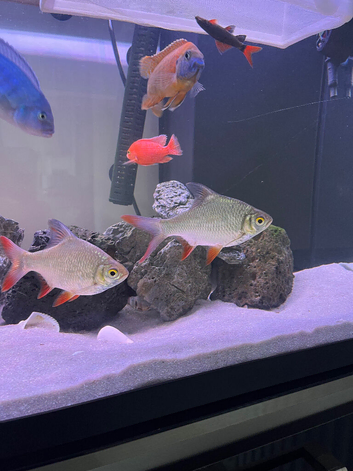 Tin Foil Barbs
